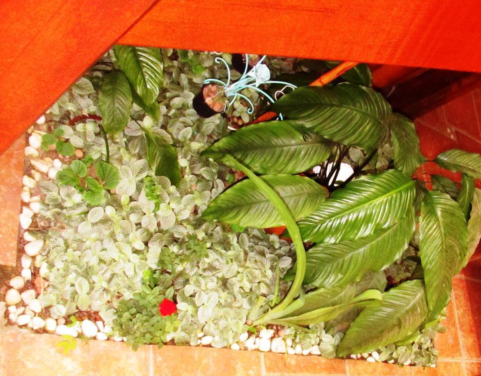 Pousada Flor De Lis Ilha Grande  ภายนอก รูปภาพ