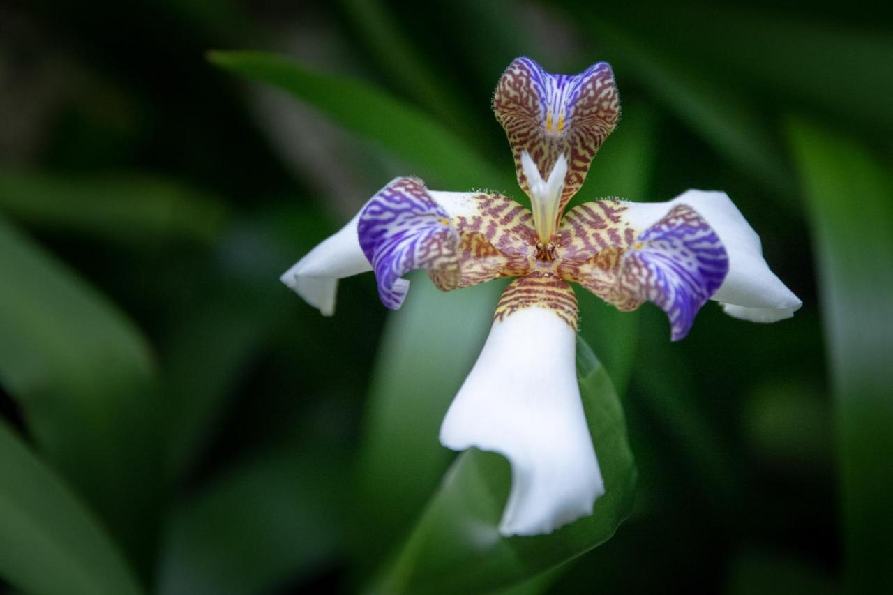 Pousada Flor De Lis Ilha Grande  ภายนอก รูปภาพ